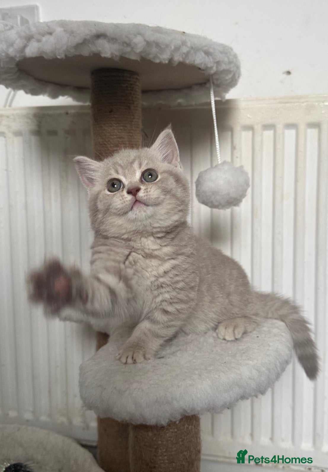 British Shorthair cats 💜Lilac and 💛Lilac Golden Tabby TICA Reg BSH - Advert 9