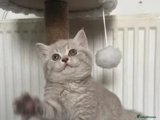 British Shorthair cats 💜Lilac and 💛Lilac Golden Tabby TICA Reg BSH - Advert 9