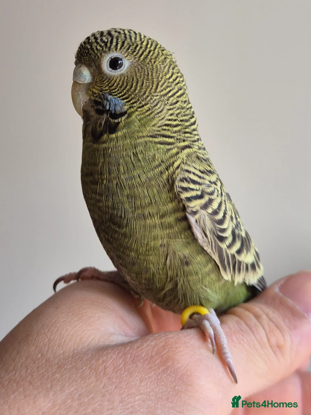 Budgerigars birds for sale: Tamed budgies  - Advert 1