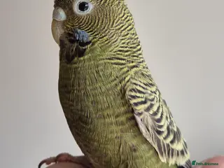 Budgerigars birds for sale: Tamed budgies - Advert 1