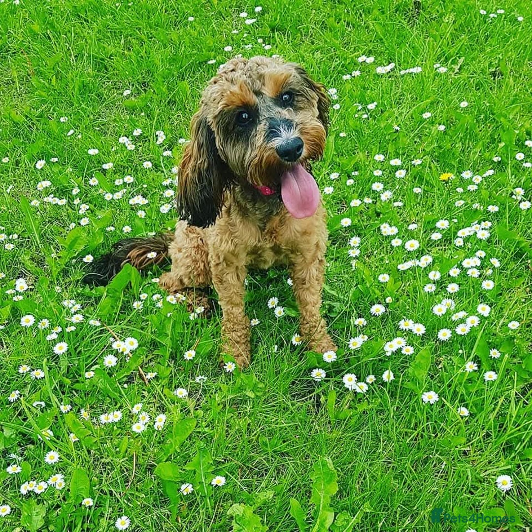 Cockapoo dogs for sale: Stunning cockapoo pups - Advert 1