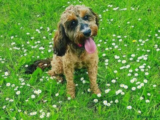 Cockapoo dogs Stunning cockapoo pups - Advert 5