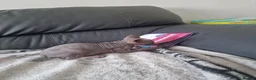 Sphynx cats for sale: Canadian Sphynx Kittens Looking for Loving Homes  - Advert 26