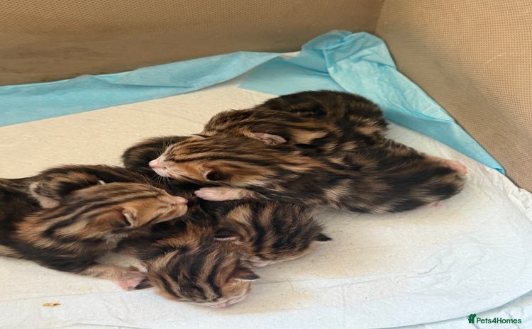 British Shorthair cats - Advert 10