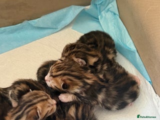 British Shorthair cats - Advert 17