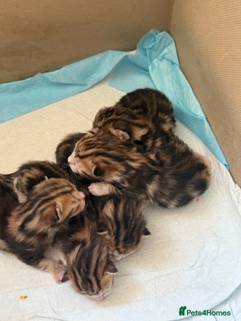 British Shorthair cats - Advert 2