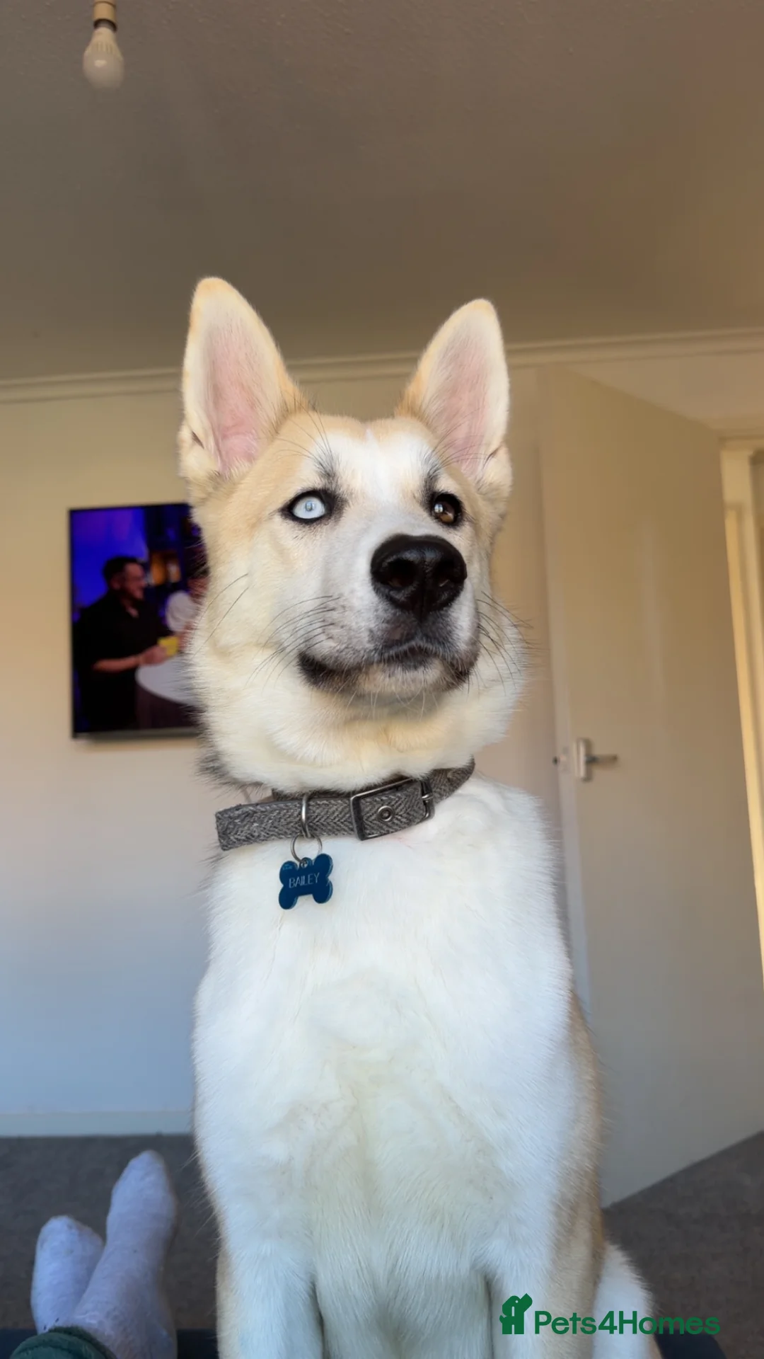 Huskita dogs for sale: 1 year old Husky x Akita in Chesterfield - Advert 1