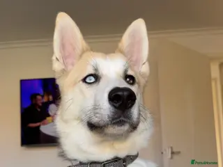 Huskita dogs 1 year old Husky x Akita - Advert 4