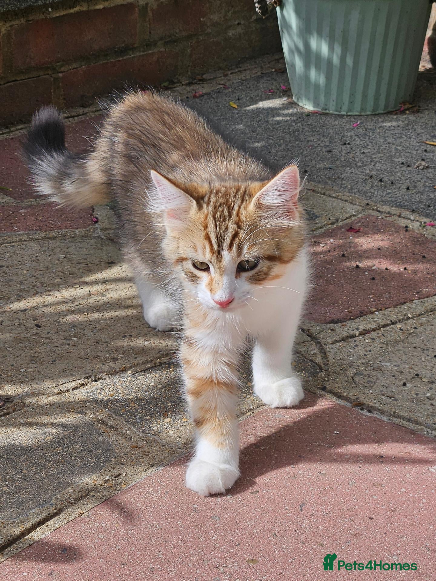 Siberian cats Gorgeous Siberian kitten waiting for you🌞. - Advert 2