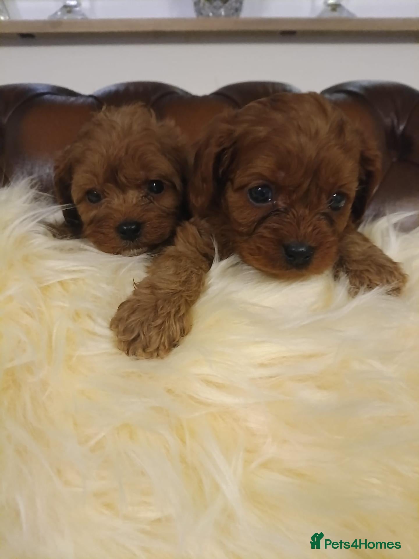 Cavapoo dogs Cavapoo puppies - Advert 1