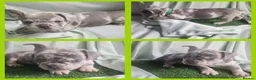 French Bulldog dogs for sale: Most Ardoarble Frenchies - Advert 2