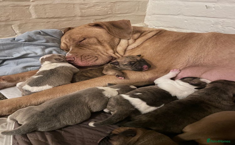 Mixed Breed dogs - Advert 3