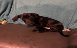 Mixed Breed dogs for sale: Beautiful boy  - Image 3