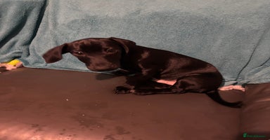 Mixed Breed dogs - Advert 12