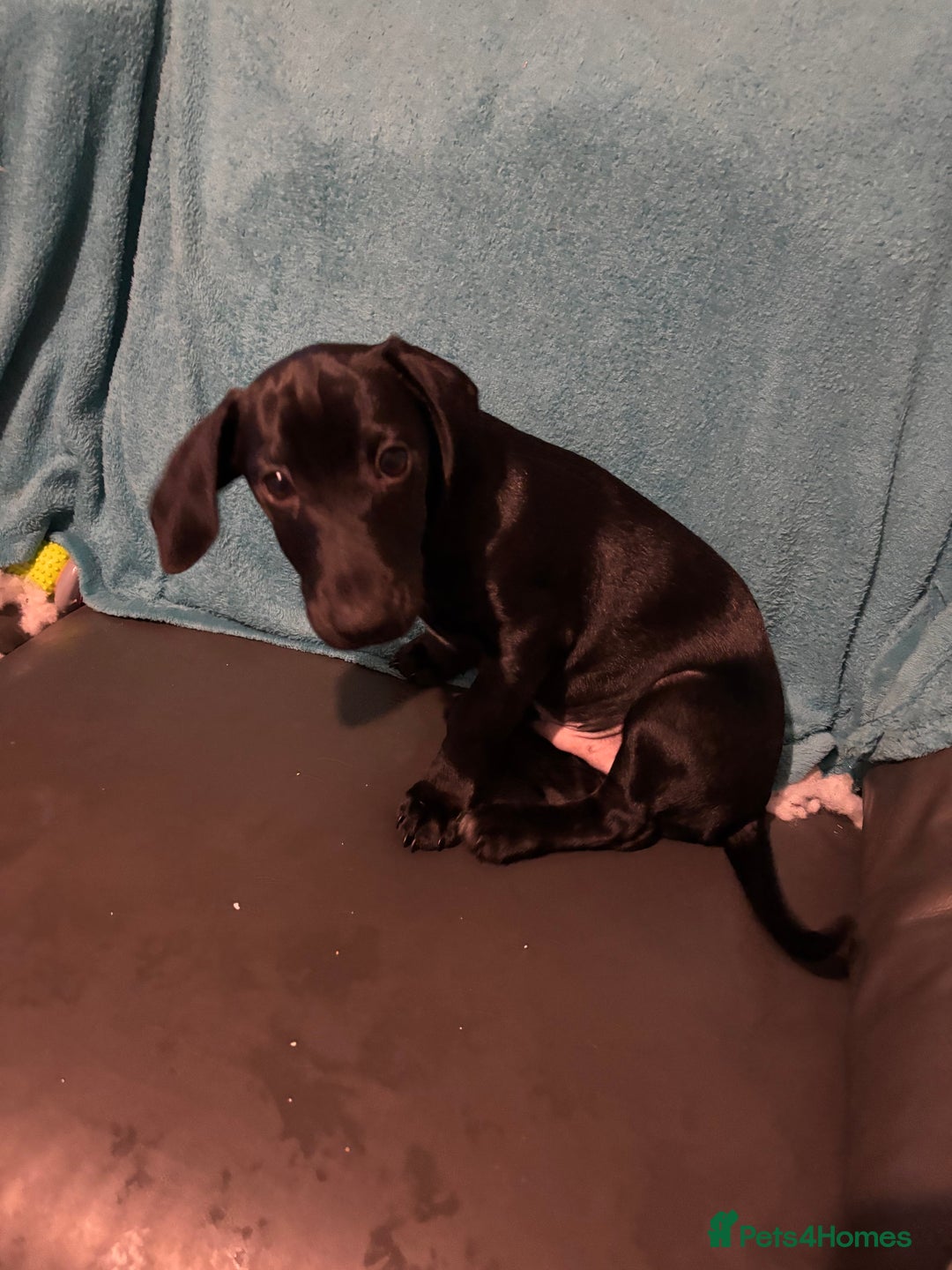 Mixed Breed dogs for sale: Beautiful boy  - Image 3