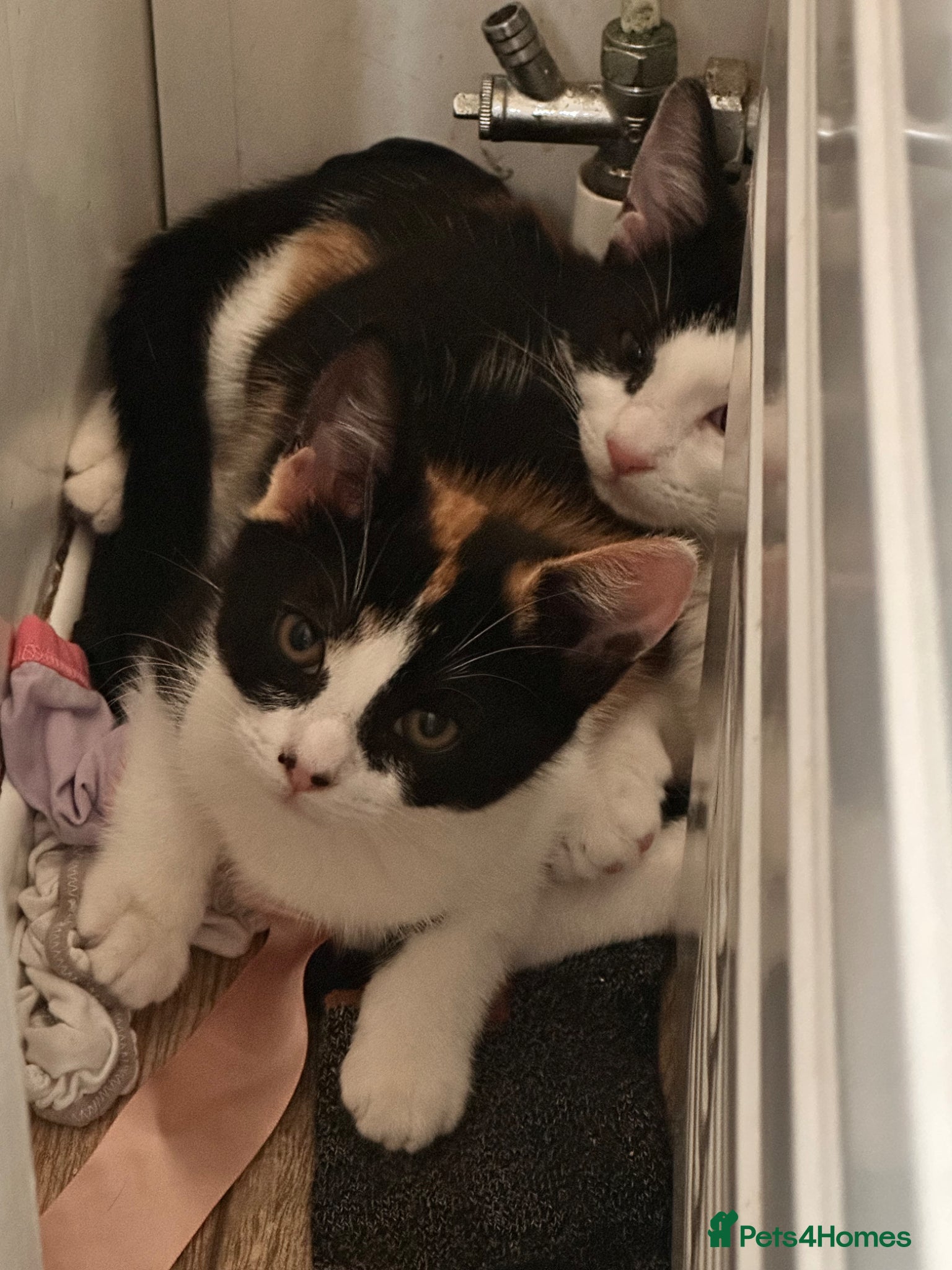 Mixed Breed cats for sale: Urgent need home - Advert 4