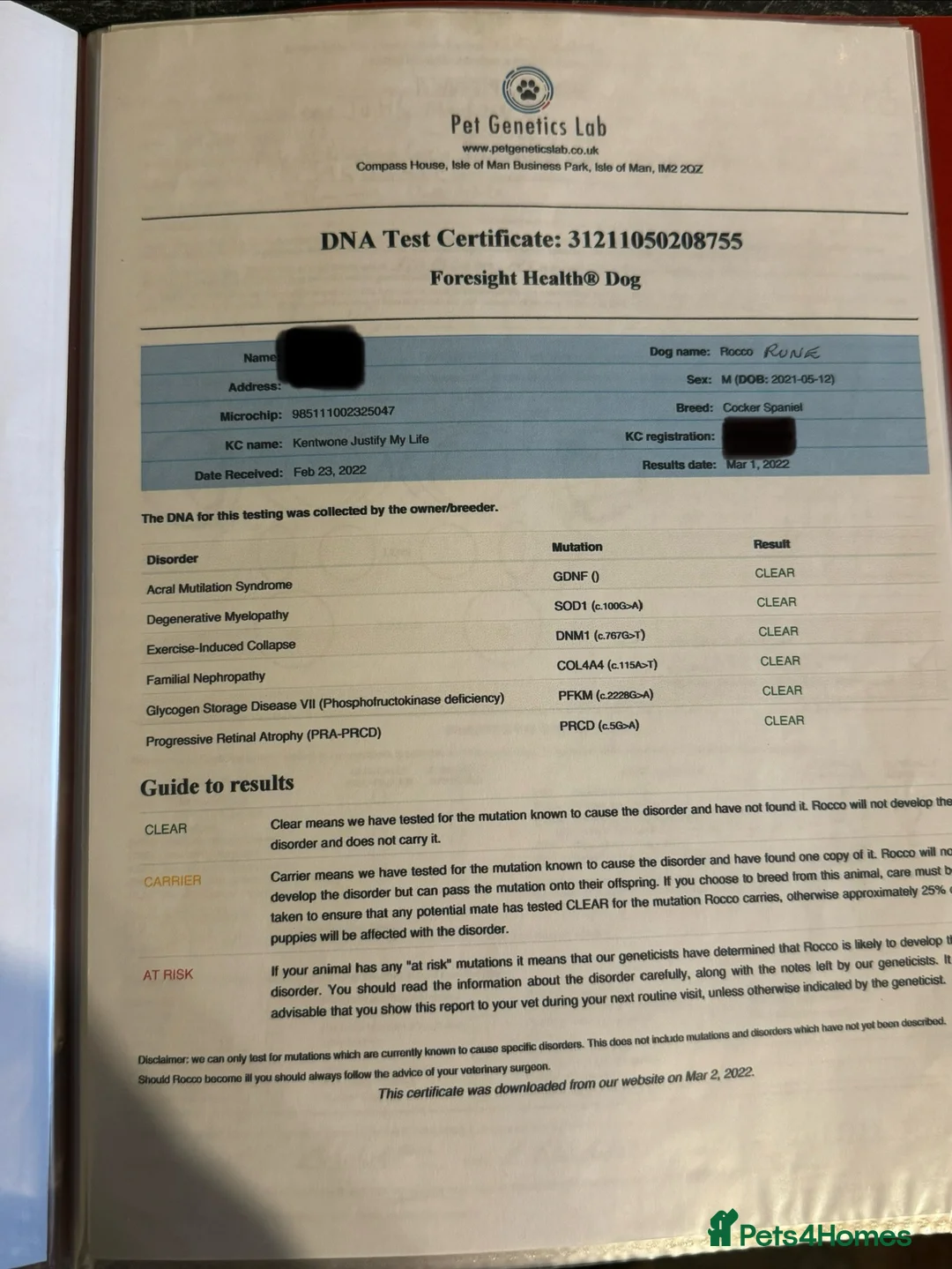 Cocker Spaniel dogs for stud: KC Reg well proven Working Cocker Spaniel at Stud  - Advert 10