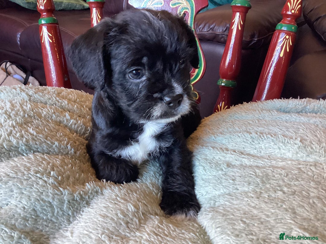 Mixed Breed dogs for sale: Floodles  - Advert 3