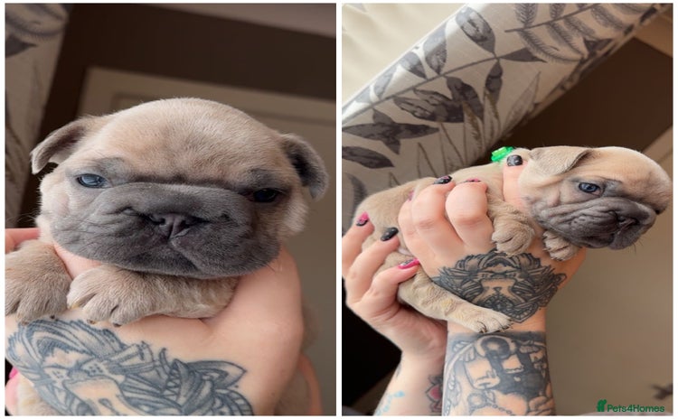 French Bulldog dogs - Advert 1