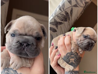 French Bulldog dogs - Advert 29