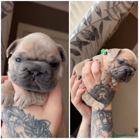 French Bulldog dogs - Advert 1