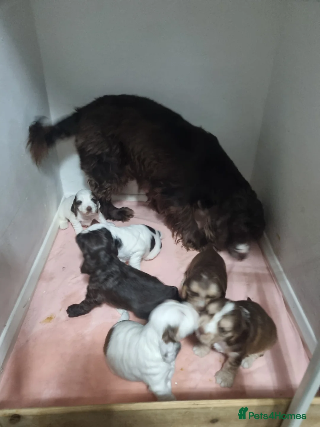 Cocker Spaniel dogs for sale:  Show Cockerspaniel puppies - Advert 9