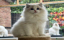 Ragdoll cats for sale: ❤️ Stunning girl ❤️ - Image 7