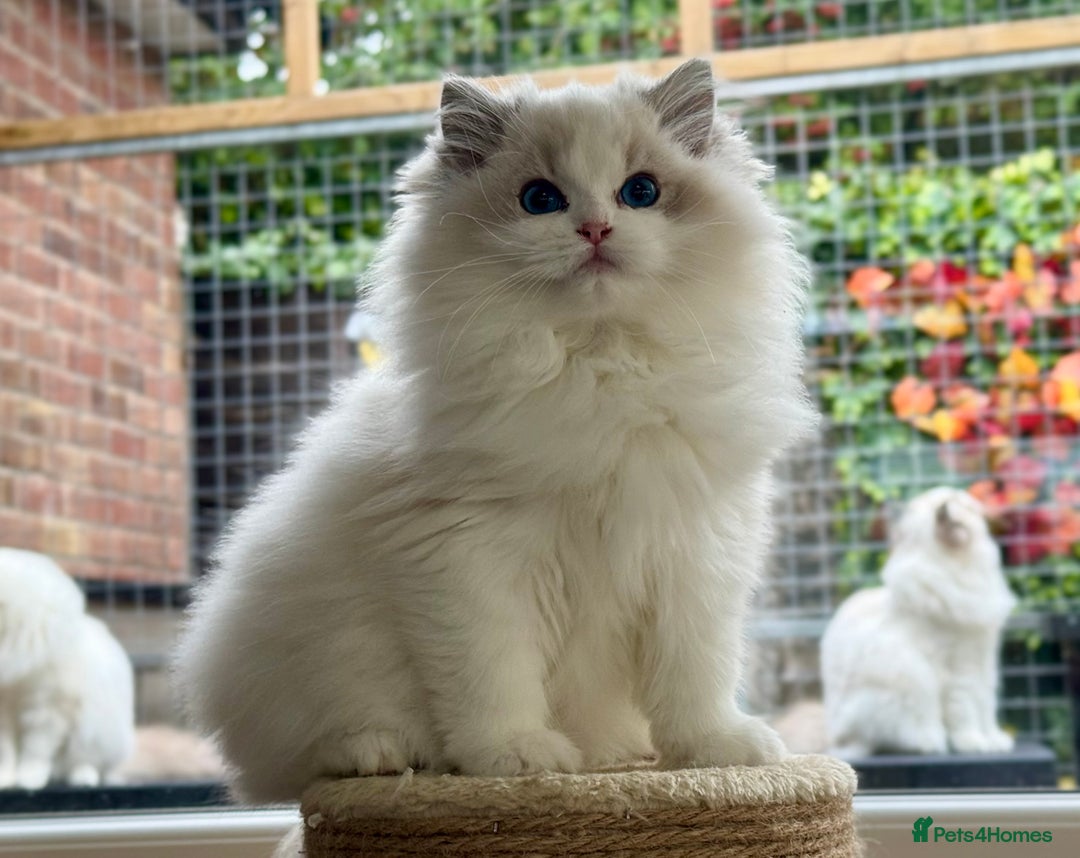 Ragdoll cats for sale: ❤️ Stunning girl ❤️ - Image 7