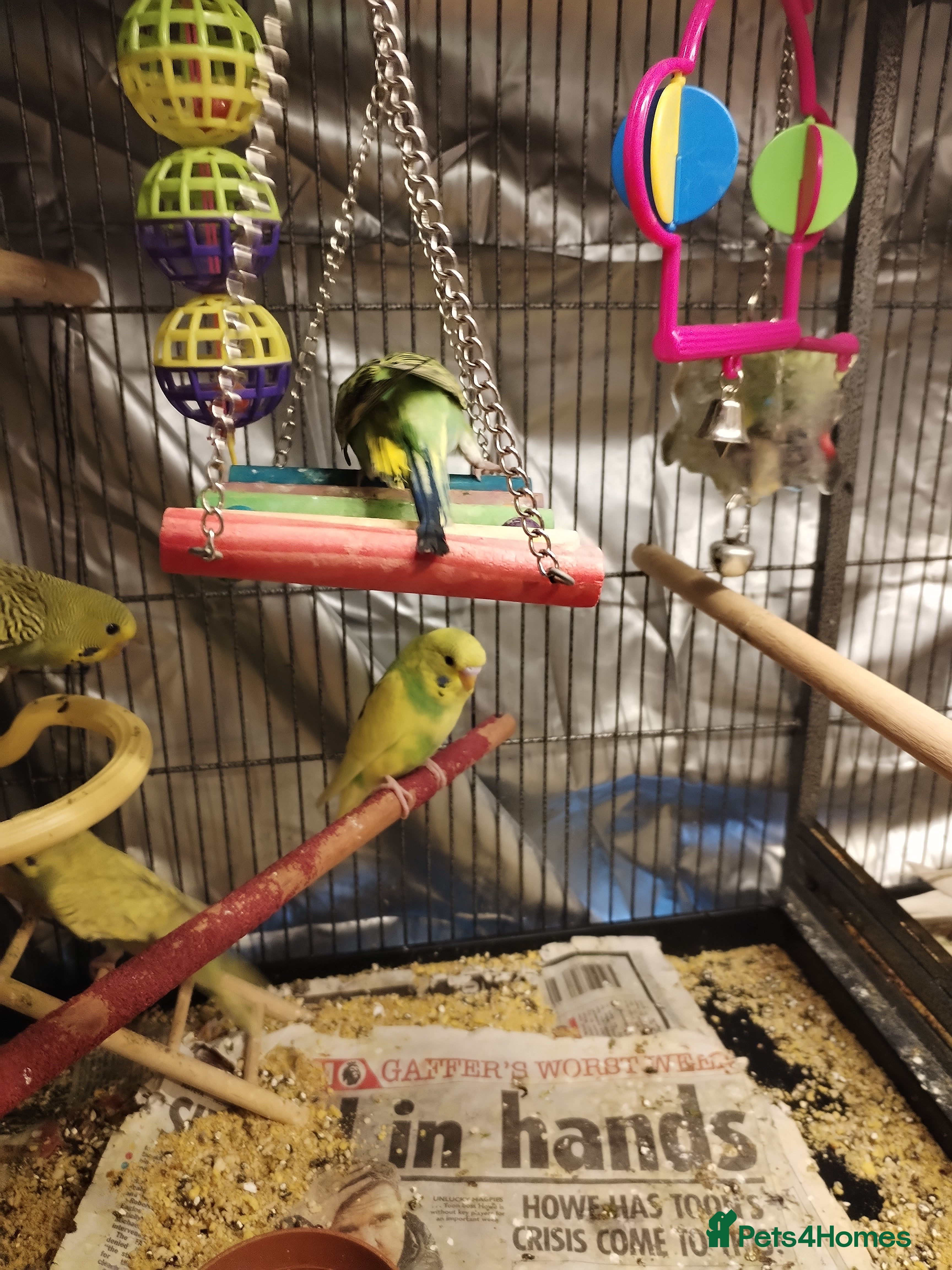 Budgerigars birds Beautiful baby budgies  - Advert 9