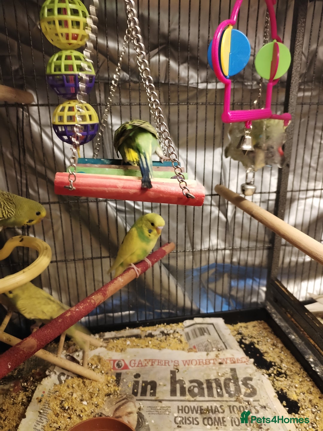 Budgerigars birds for sale: Beautiful baby budgies  - Advert 1