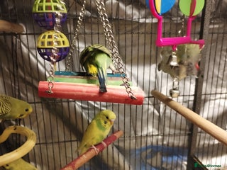 Budgerigars birds Beautiful baby budgies - Advert 1