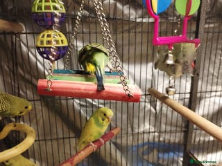 Budgerigars birds Beautiful baby budgies - Advert 18