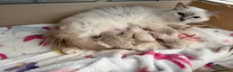 Ragdoll cats for sale: GCCF RAGDOLL KITTENS - Advert 1