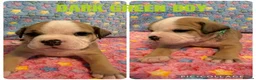 Olde English Bulldogge dogs for sale: READY TO LEAVE 3 old English bulldog  - Advert 29