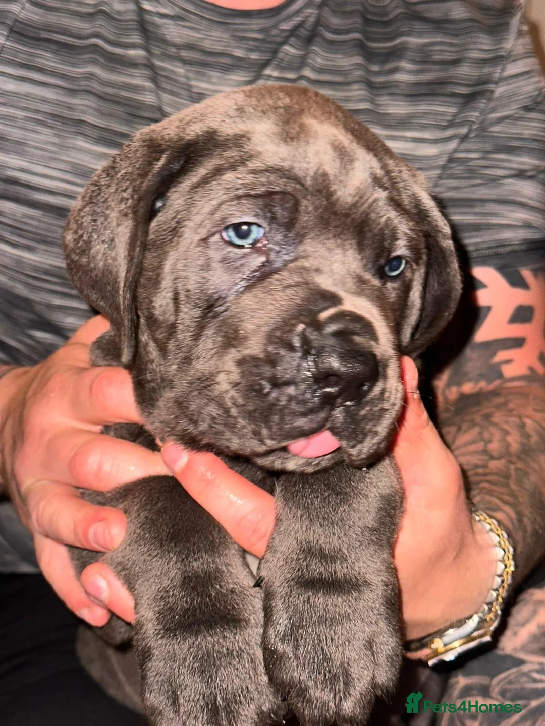 Cane Corso dogs for sale: Female cane corso puppy  in Manchester - Advert 1