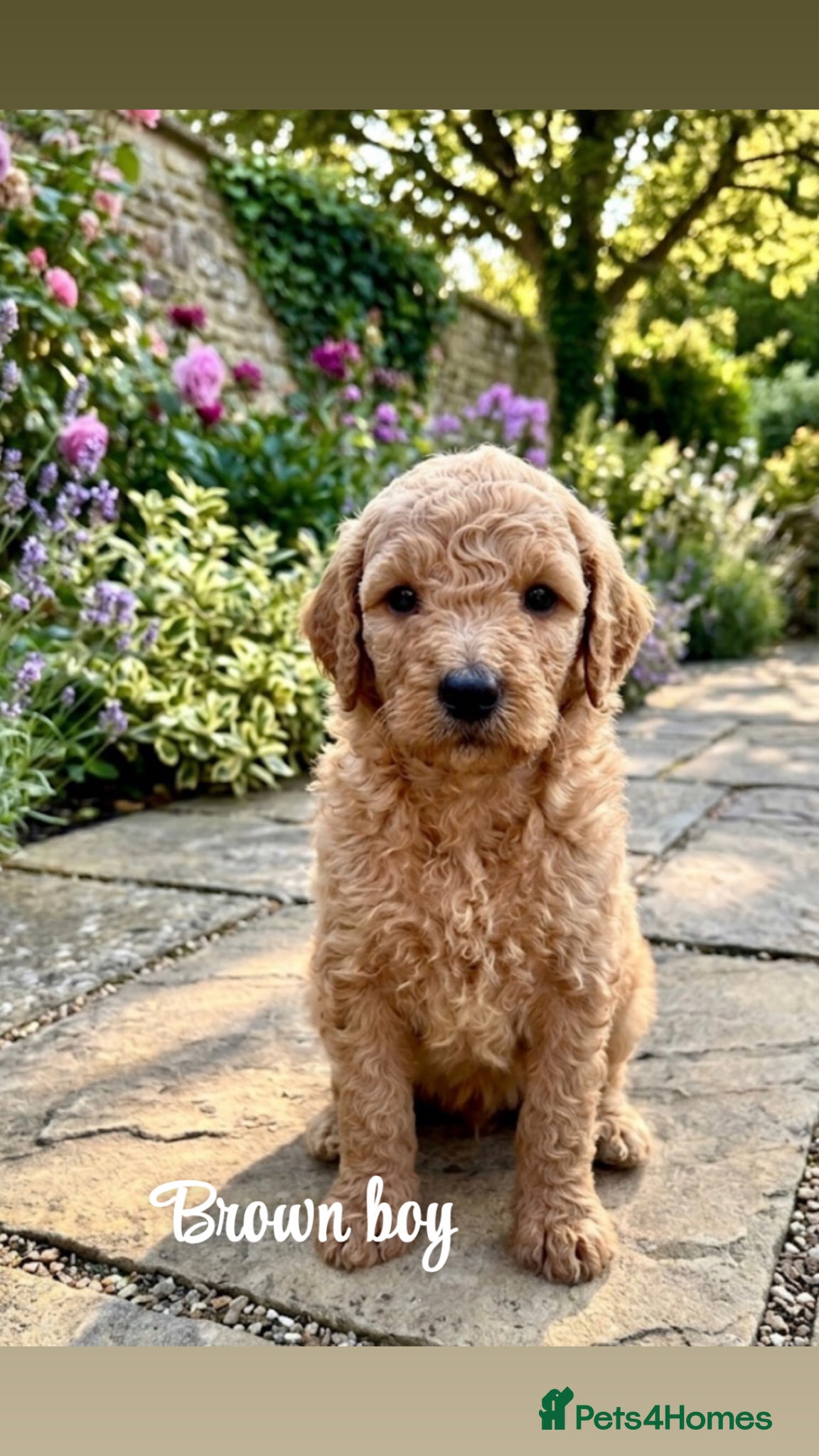 Goldendoodle dogs F1bb goldendoodle puppies  - Advert 1