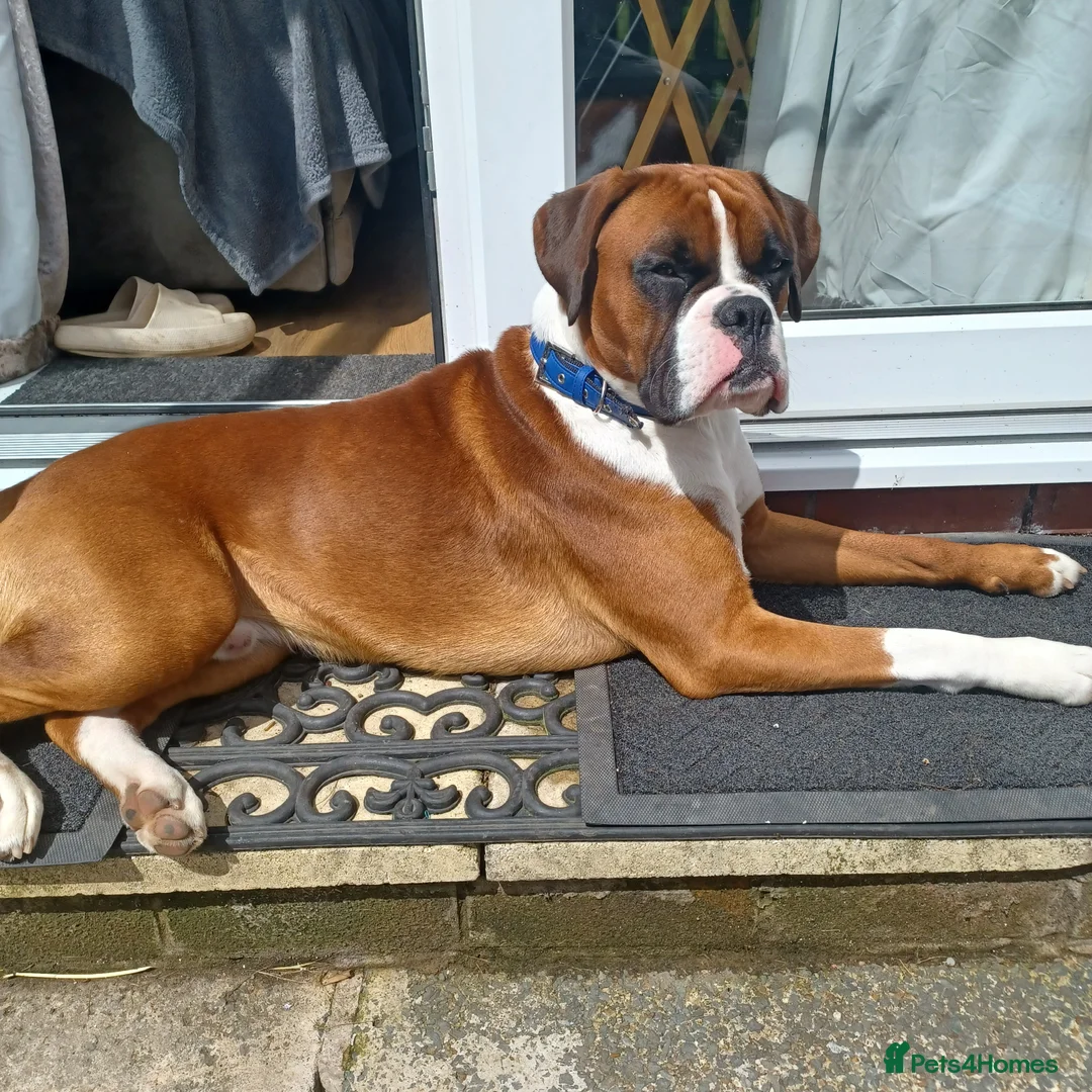Boxer dogs for stud: Boris the boxer for stud - Advert 11