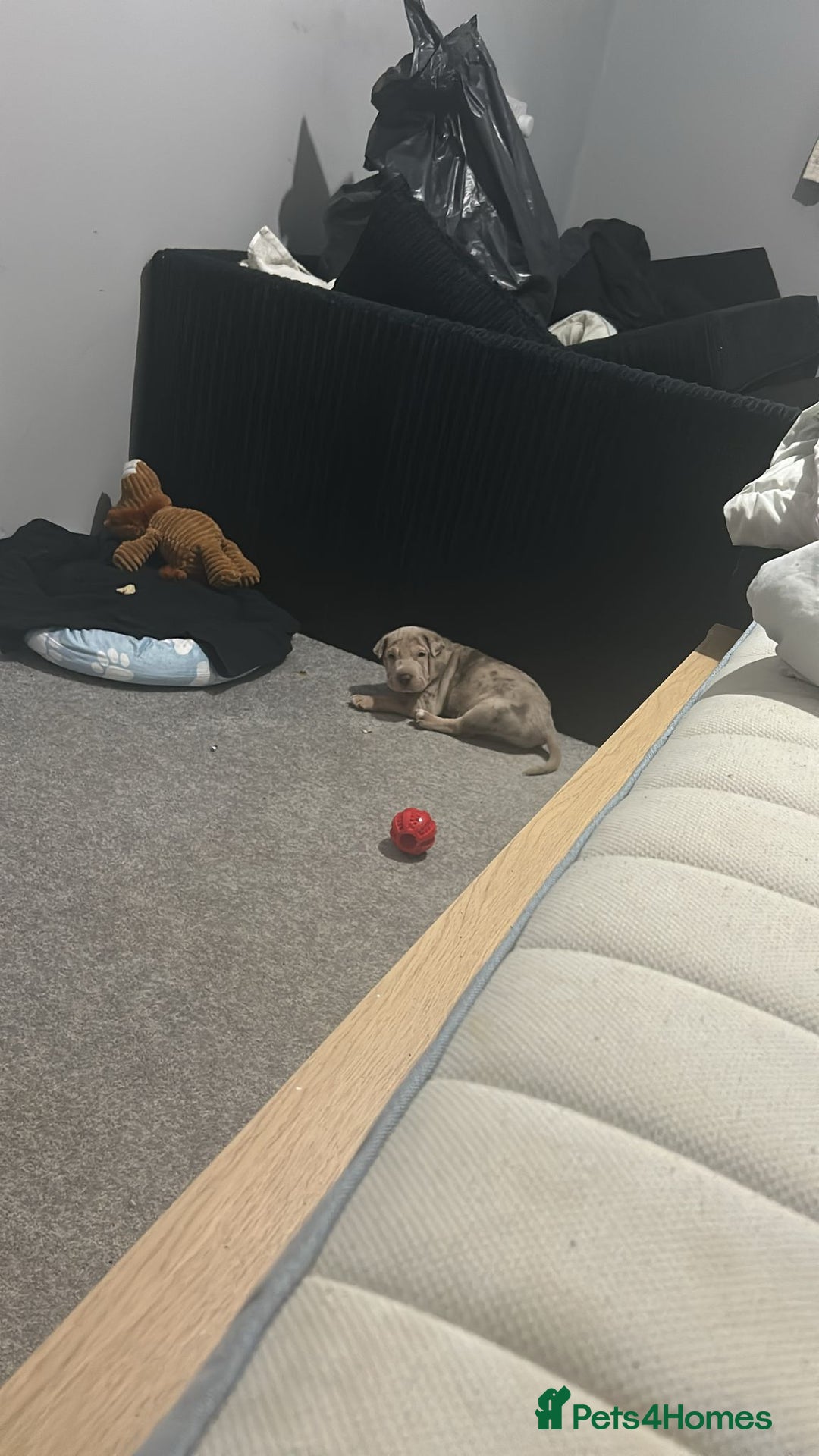 Mixed Breed dogs for sale: Shar pei cross XL bully - Image 1