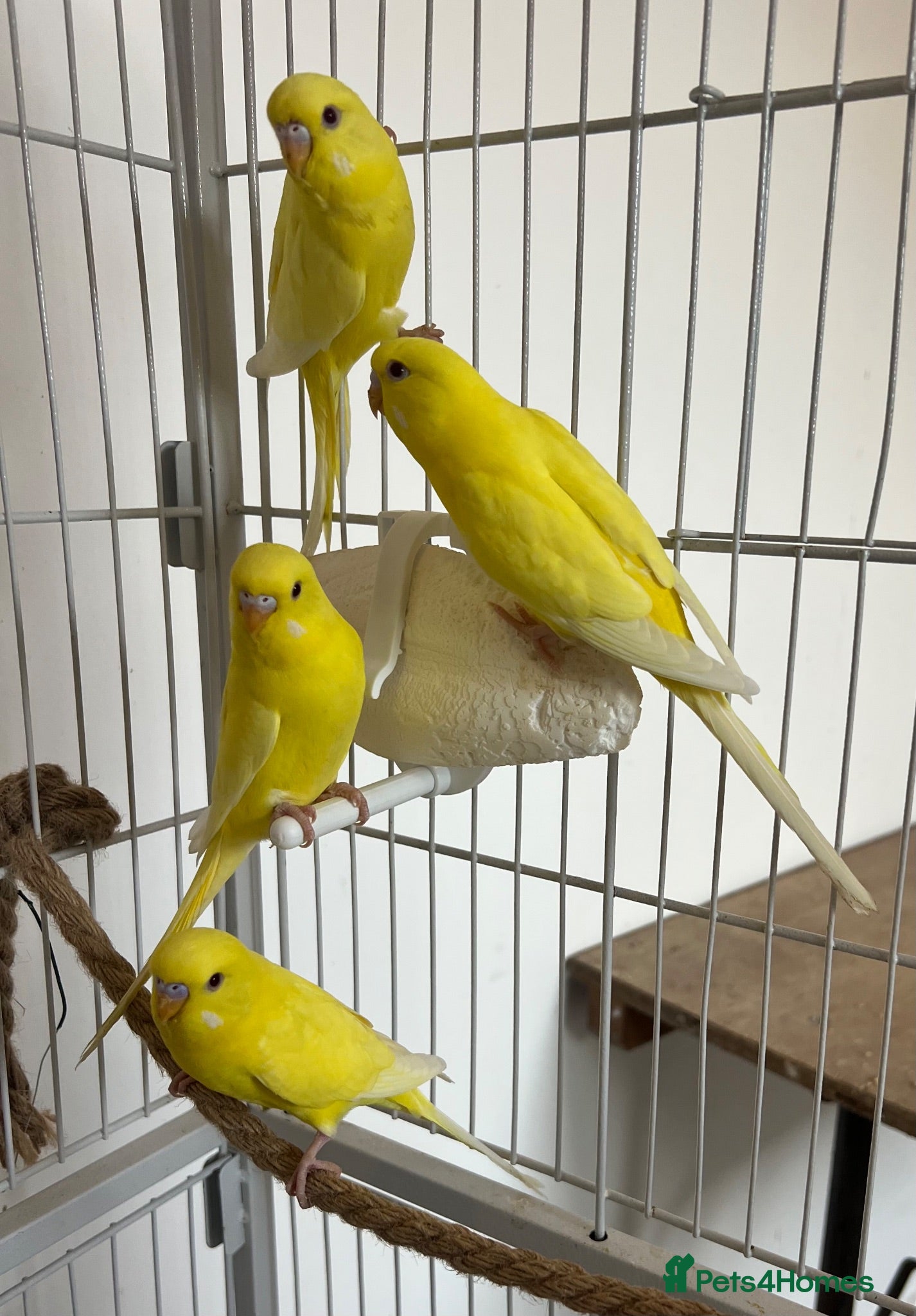Budgerigars birds Lutino baby budgies  - Advert 1