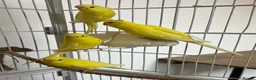 Budgerigars birds for sale: Lutino baby budgies  - Advert 1
