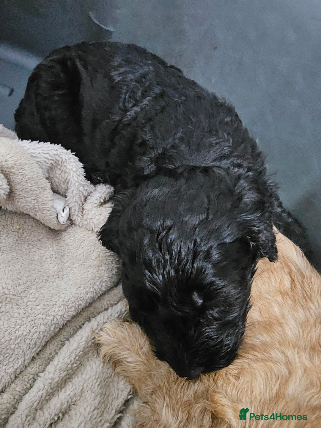 Cockapoo dogs for sale: Cockapoos for sale  - Image 6