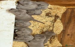 Cane Corso dogs for sale: Top Quality Purebred 8 Blue Cane Corso Puppies  - Advert 17