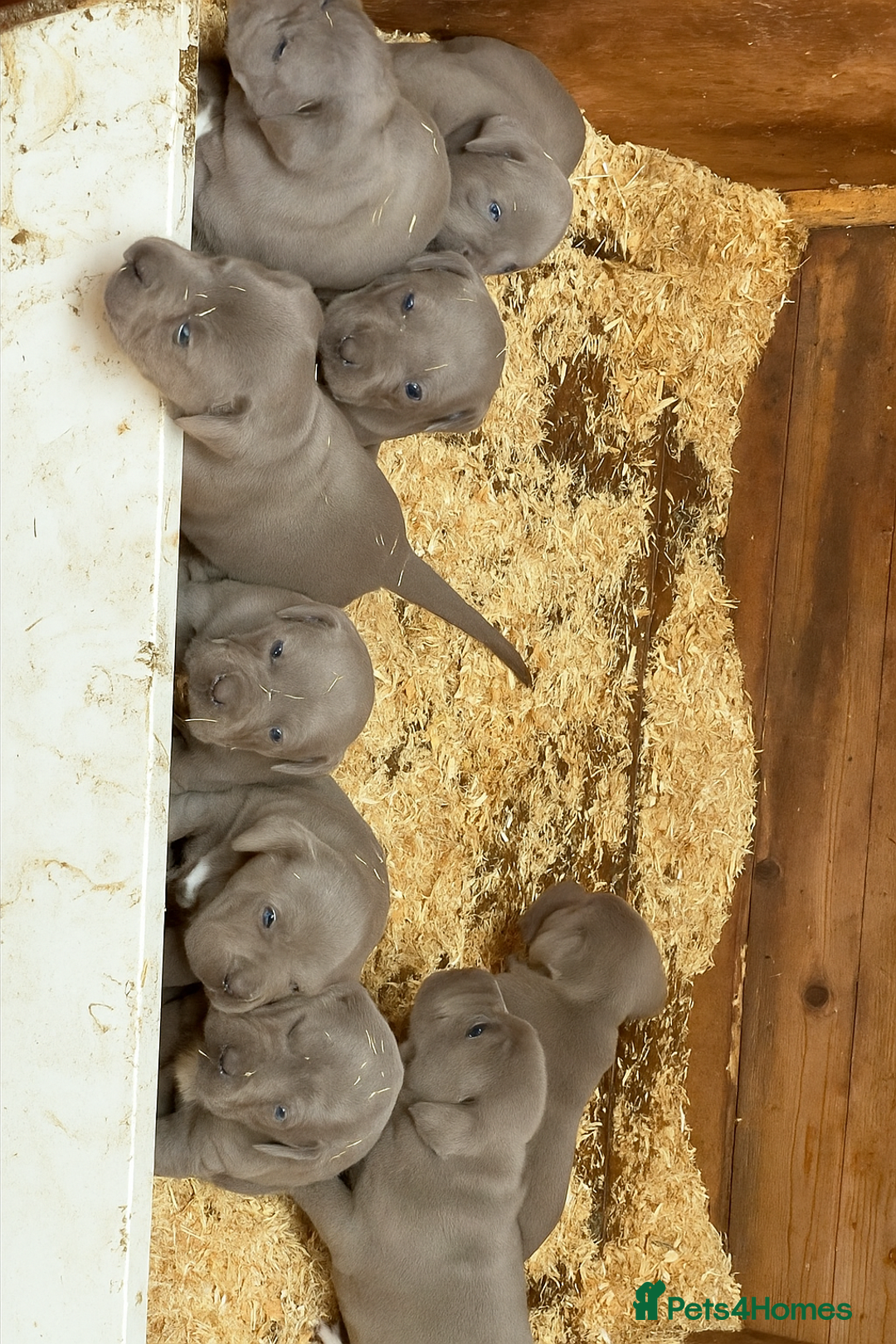 Cane Corso dogs for sale: Top Quality Purebred 8 Blue Cane Corso Puppies  - Advert 17