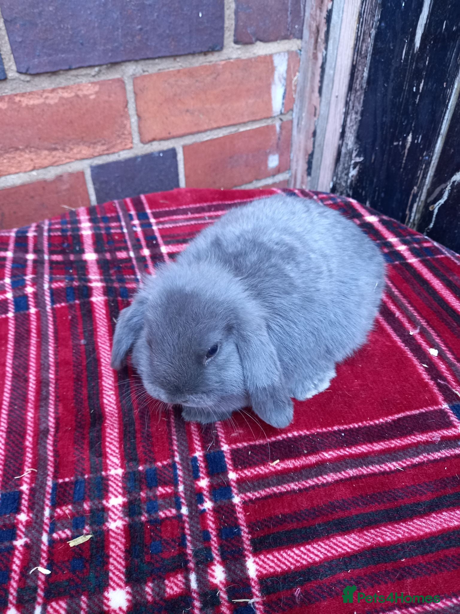 Mini Lop rabbits Mini lop/plush lop babies - Advert 2