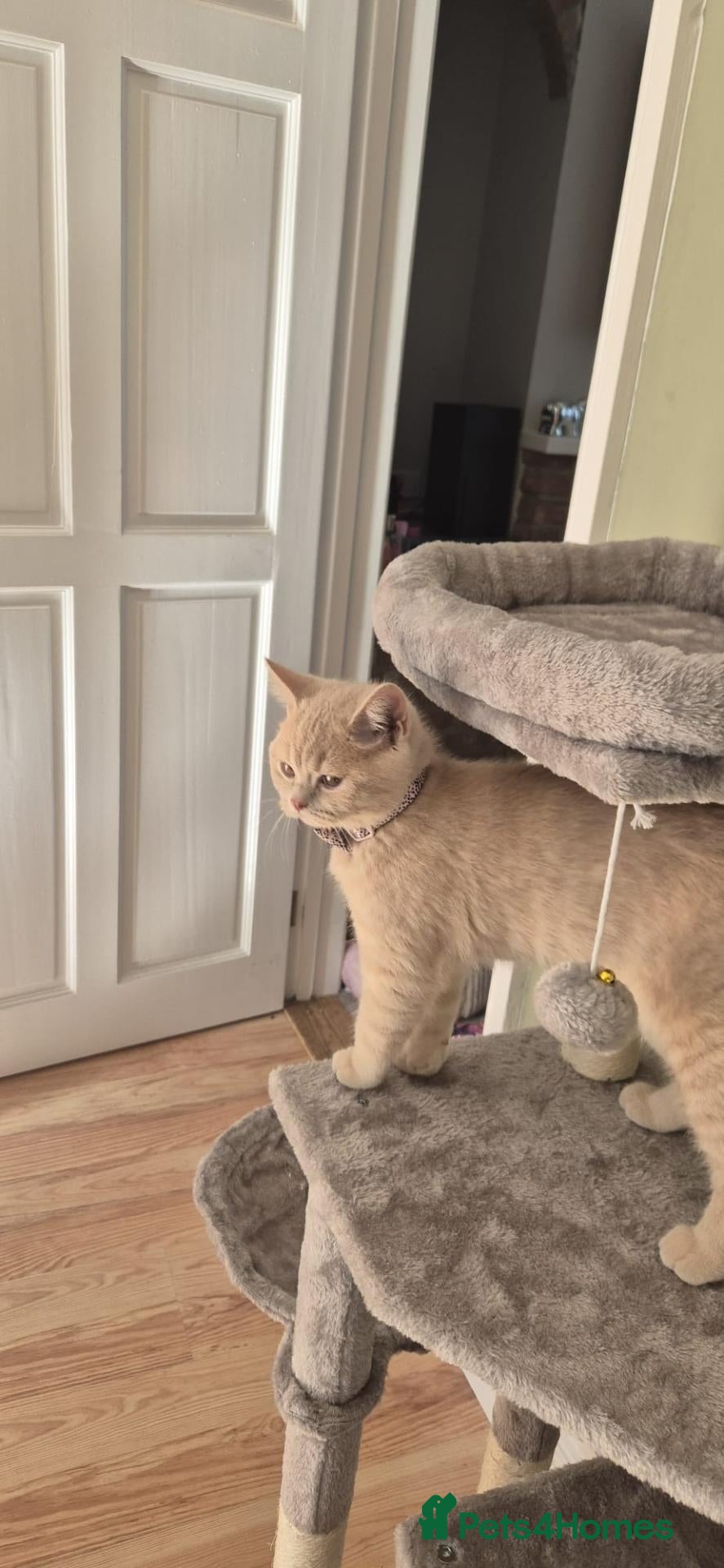 British Shorthair cats 🩷 Ready To Leave Beautiful Cream BSH girli 🩷  - Advert 2