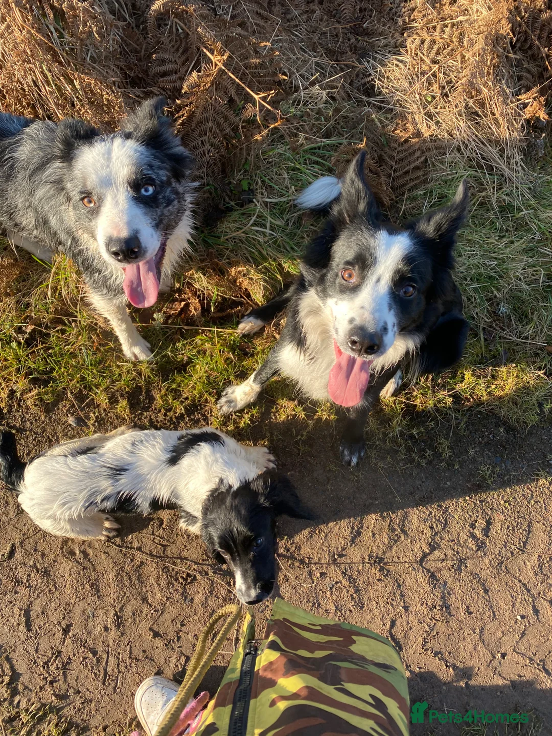 Sprollie dogs for sale: Chunky blue collie x spaniel pups 💙 in Alnwick - Advert 2