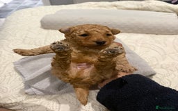 Maltipoo dogs for sale: Toy poodle puppy for sale maltipoo - Image 9