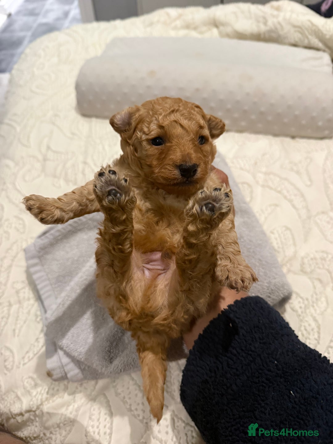 Maltipoo dogs for sale: Toy poodle puppy for sale maltipoo - Image 9