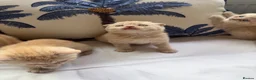 Scottish Fold cats for sale: Scottish fold and straight  in London - Advert 16