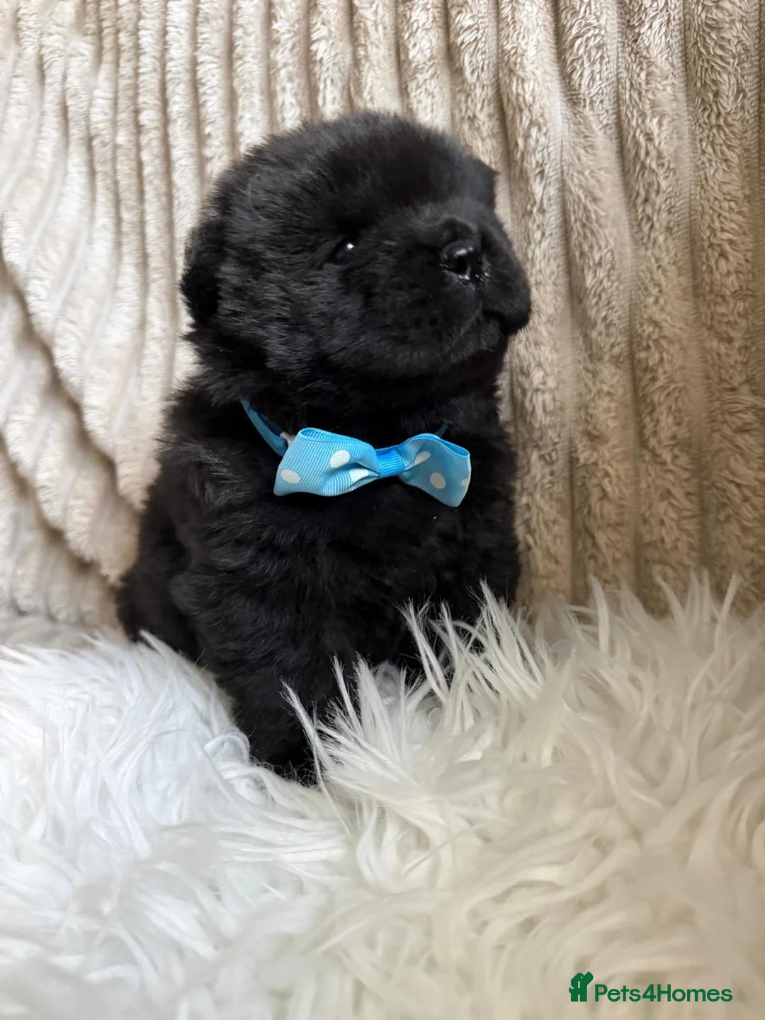 Chow Chow dogs for sale: 🧬 KC pure pedigree champion pups 🐻  - Advert 1